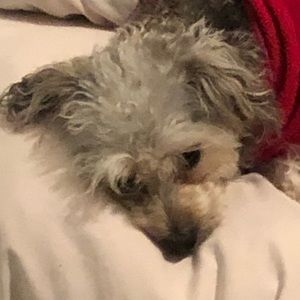 Meet your Posher, Lourdes